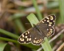 Speckled_Wood